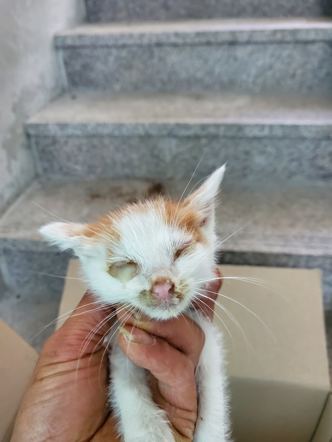 평택시유기동물보호소_441391202401666
